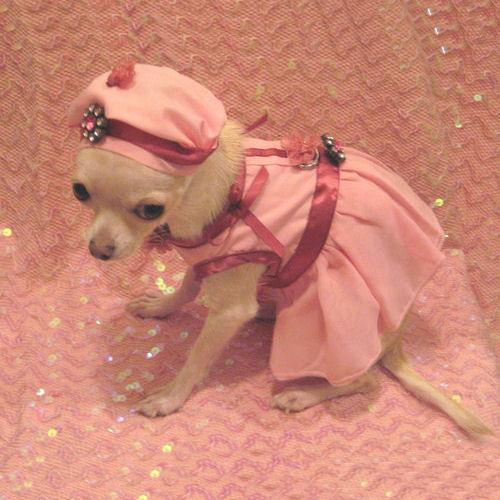 Pink Flirt Dog Harness Dress Set