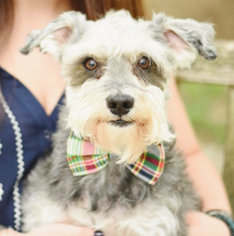 Classic Madras Bow Tie Dog Collar