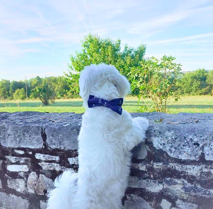 Navy Blue Anchor Dog Bow Tie Collar