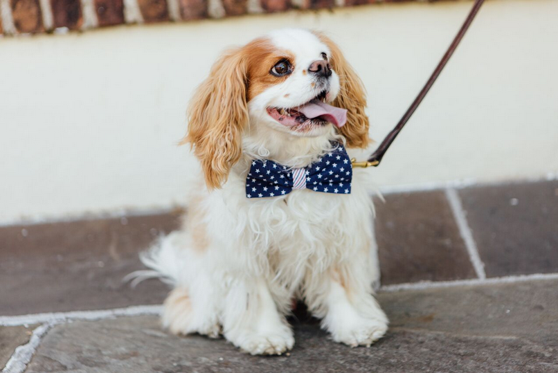 Preppy Red White And Blue Patriotic Pup Seersucker Bow Tie Dog Collar