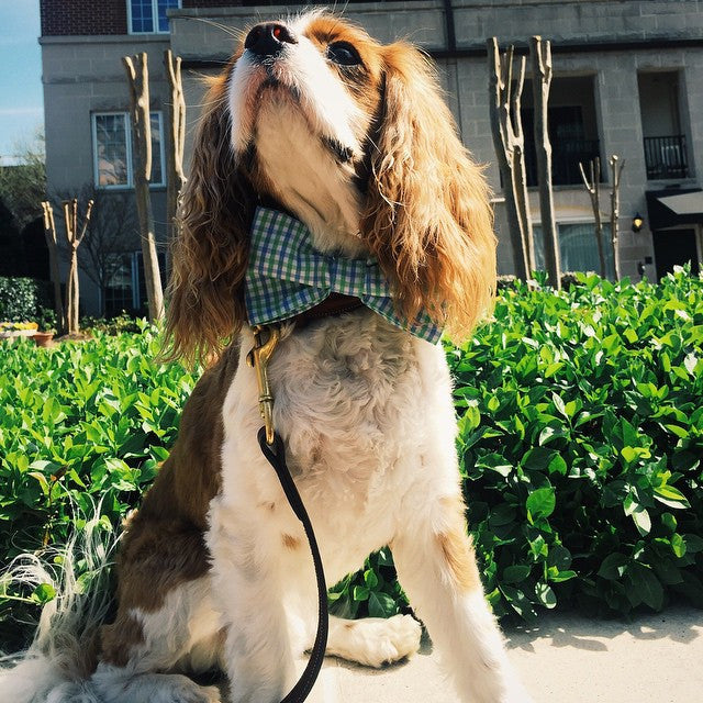 Blue And Green Gingham Seersucker Dog Bow Tie Collar