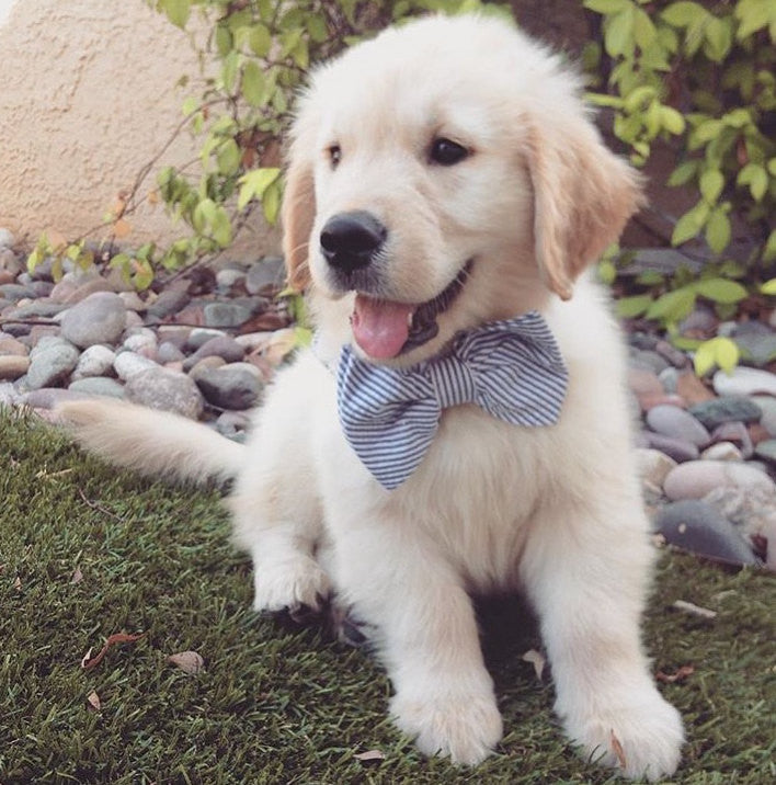 Preppy Blue Seersucker Bow Tie Dog Collar