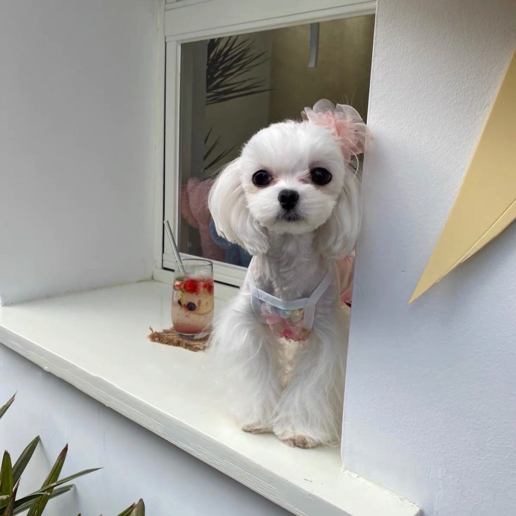 Multi-Color Flower Decor Puppy Vest