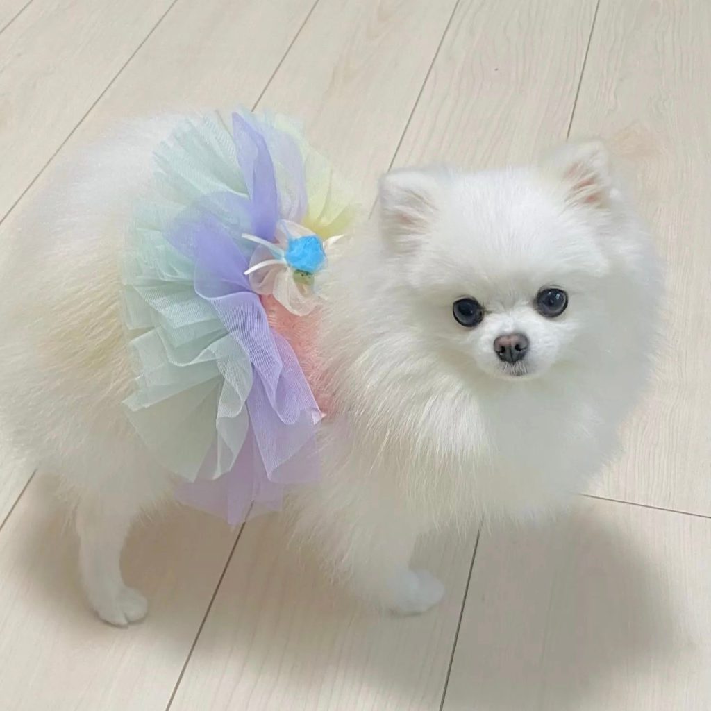 Colorful Princess Skirt For Dog Cat