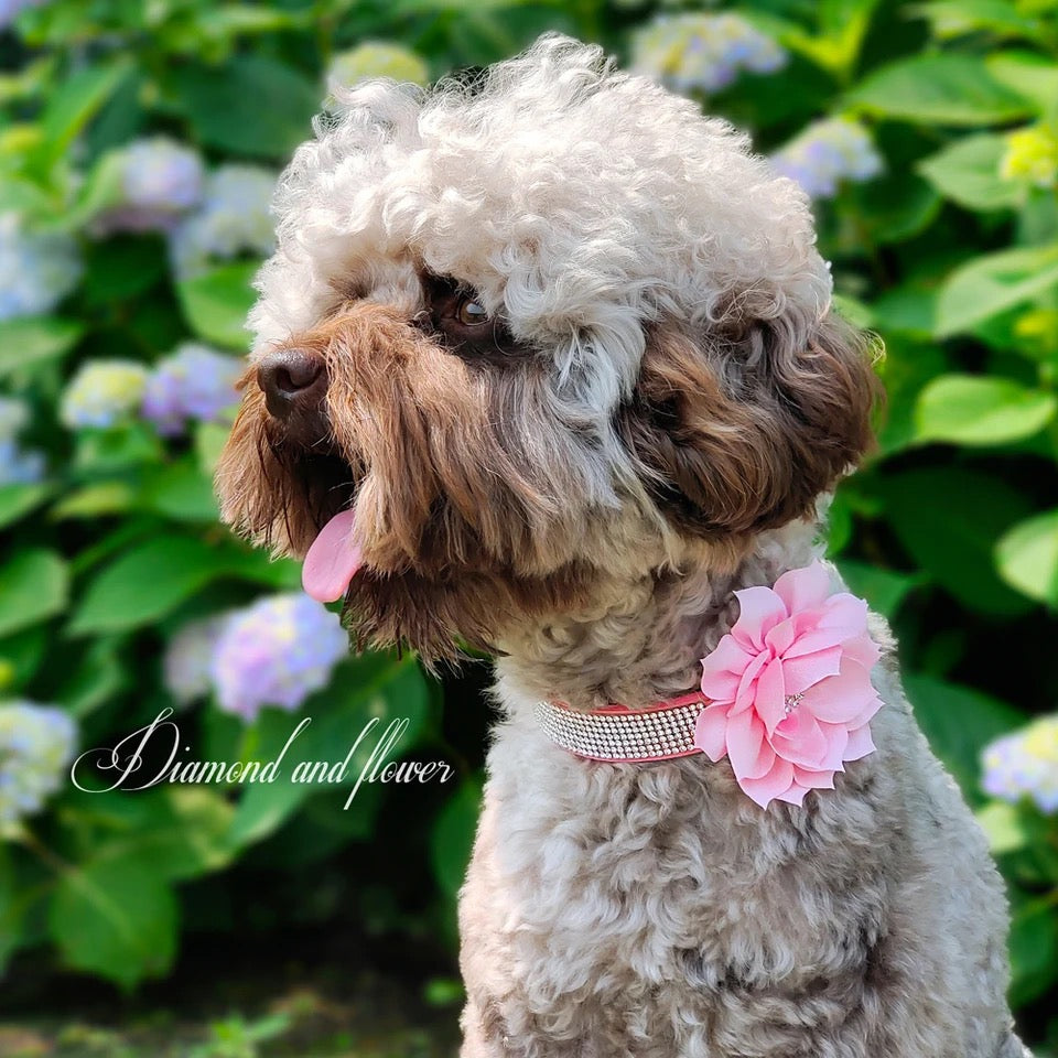 Rhinestone Flower Bell Pet Collar