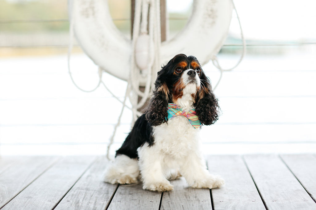 Preppy Pink Madras Plaid Bow Tie Dog Collar