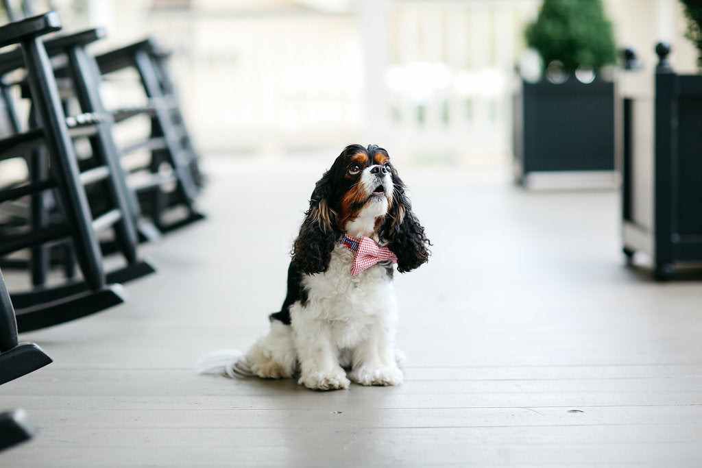 Repuplican Gingham Bow Tie Dog Collar