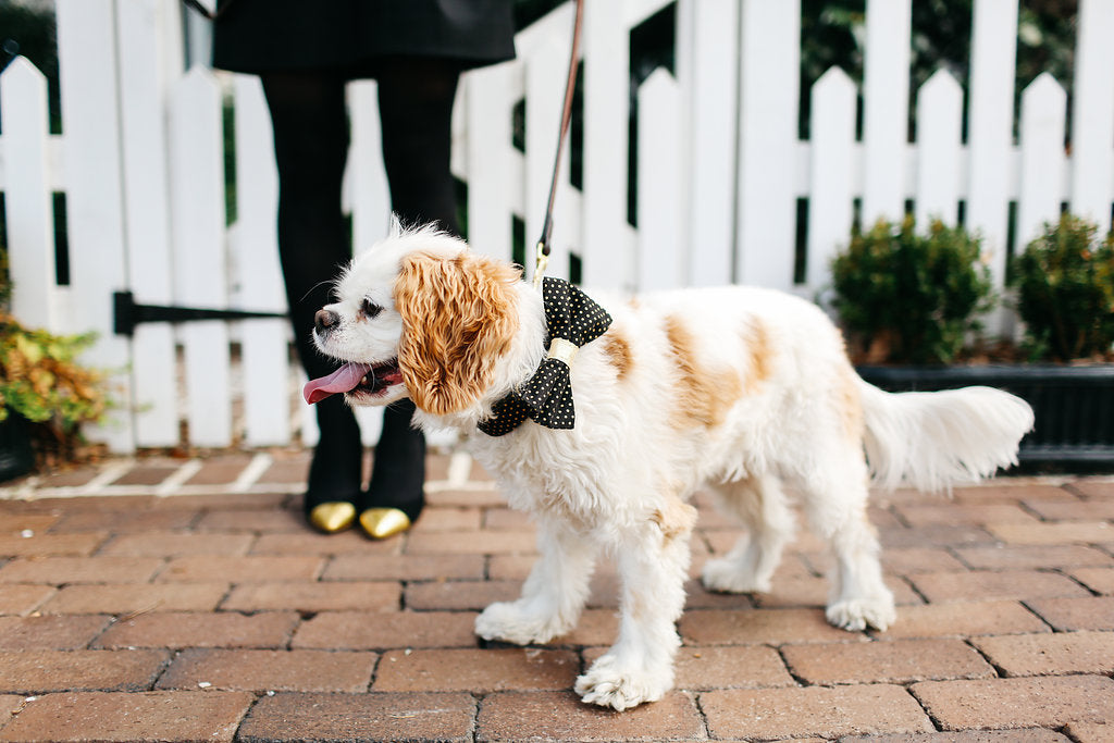 Black And Gold Polka Dot Bow Tie Dog Collar