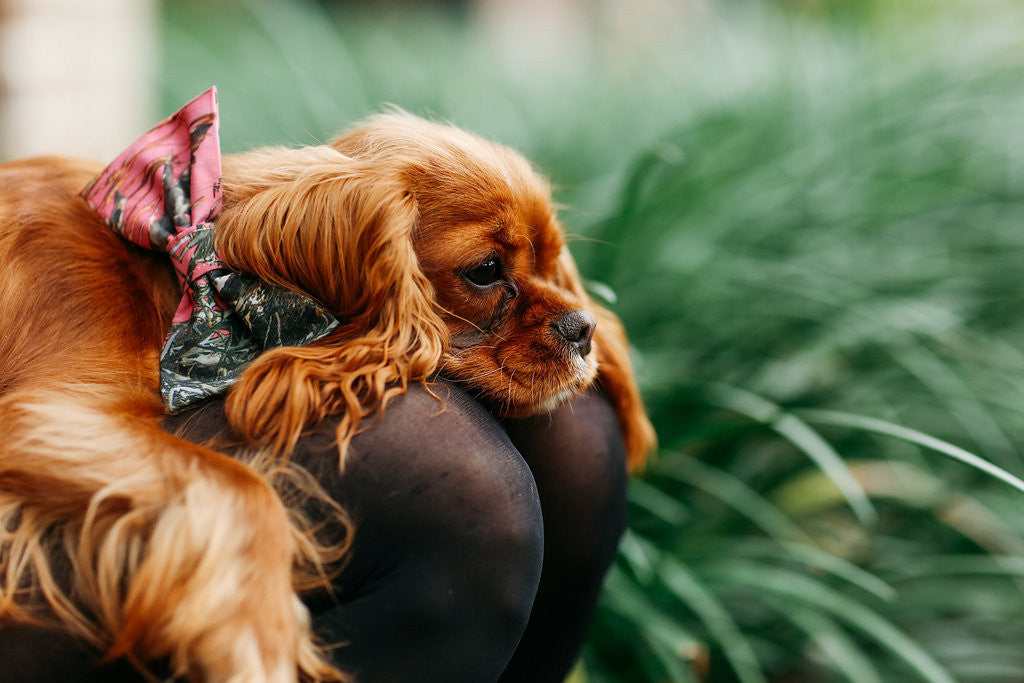 Pretty Pink Sporting Girl Camo Bow Tie Dog Collar