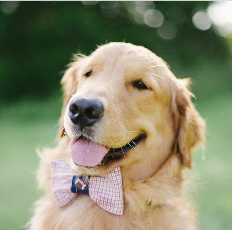 Preppy Navy And Orange Gingham Auburn Tigers Football Dog Bow Tie Collar